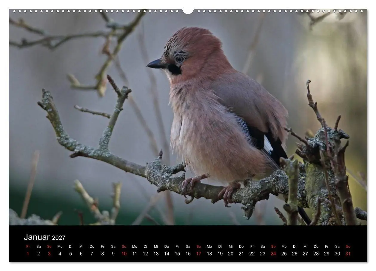Bild: 9783569977631 | Eichelhäher der Waldpolizist (Wandkalender 2027 DIN A2 quer),...