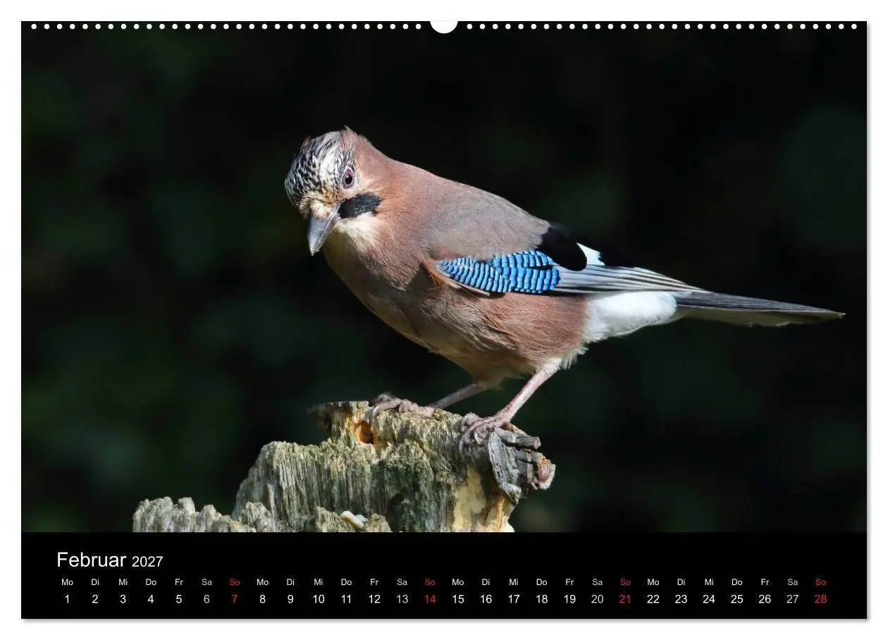 Bild: 9783569977631 | Eichelhäher der Waldpolizist (Wandkalender 2027 DIN A2 quer),...