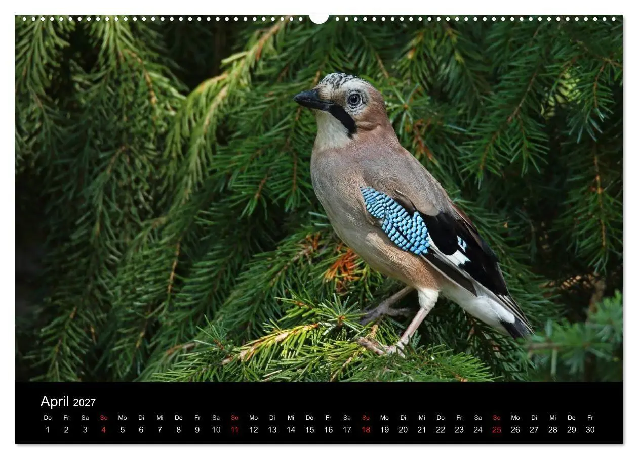 Bild: 9783569977631 | Eichelhäher der Waldpolizist (Wandkalender 2027 DIN A2 quer),...