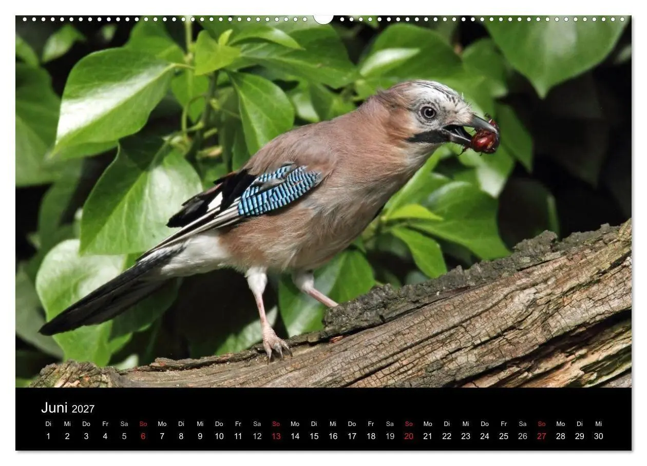 Bild: 9783569977631 | Eichelhäher der Waldpolizist (Wandkalender 2027 DIN A2 quer),...