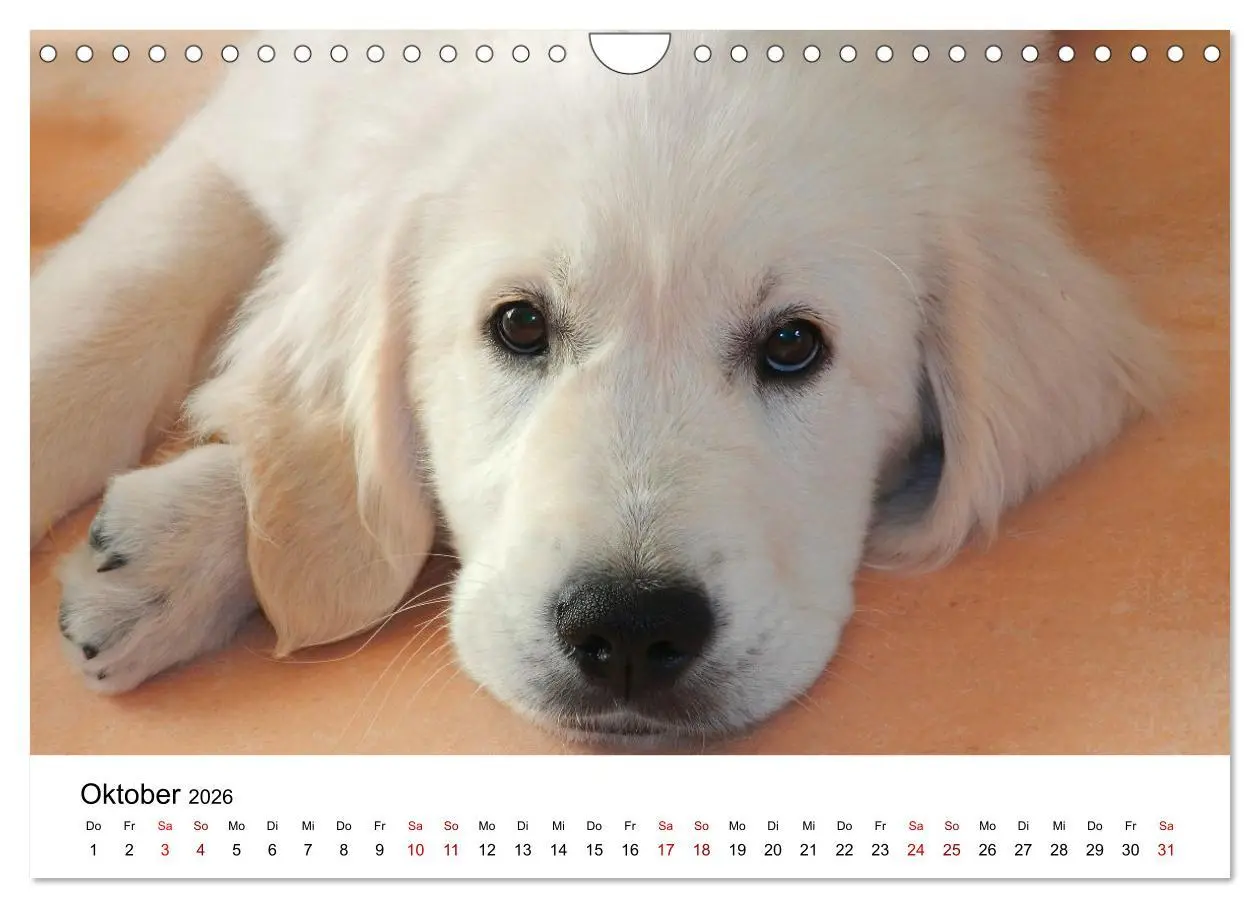 Bild: 9783457307731 | Total gechillte Hunde (Wandkalender 2026 DIN A4 quer), CALVENDO...