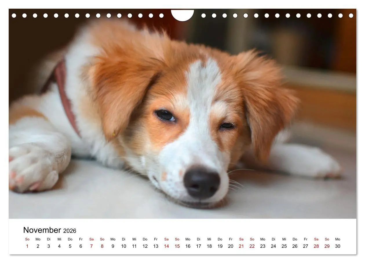 Bild: 9783457307731 | Total gechillte Hunde (Wandkalender 2026 DIN A4 quer), CALVENDO...