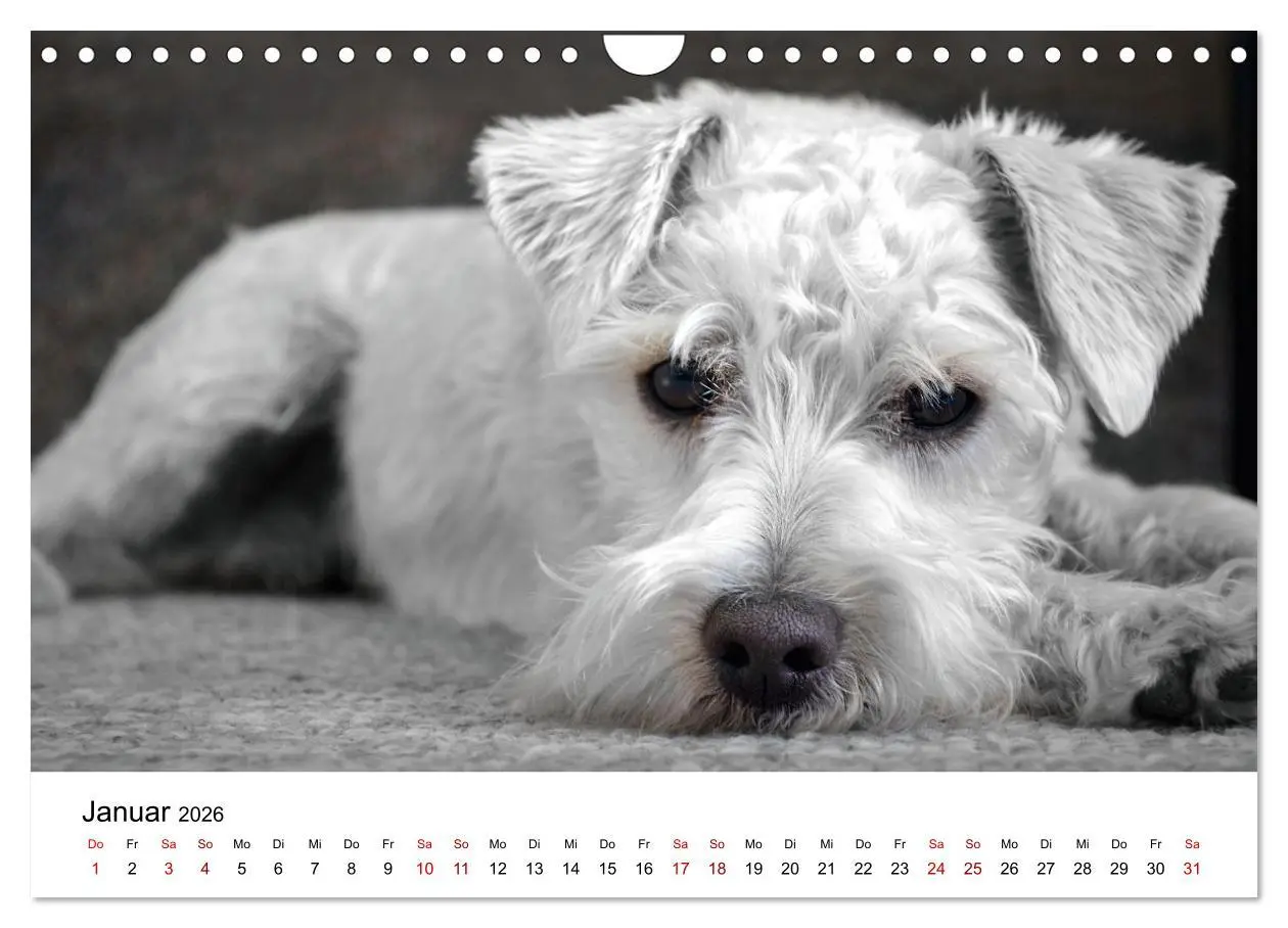 Bild: 9783457307731 | Total gechillte Hunde (Wandkalender 2026 DIN A4 quer), CALVENDO...