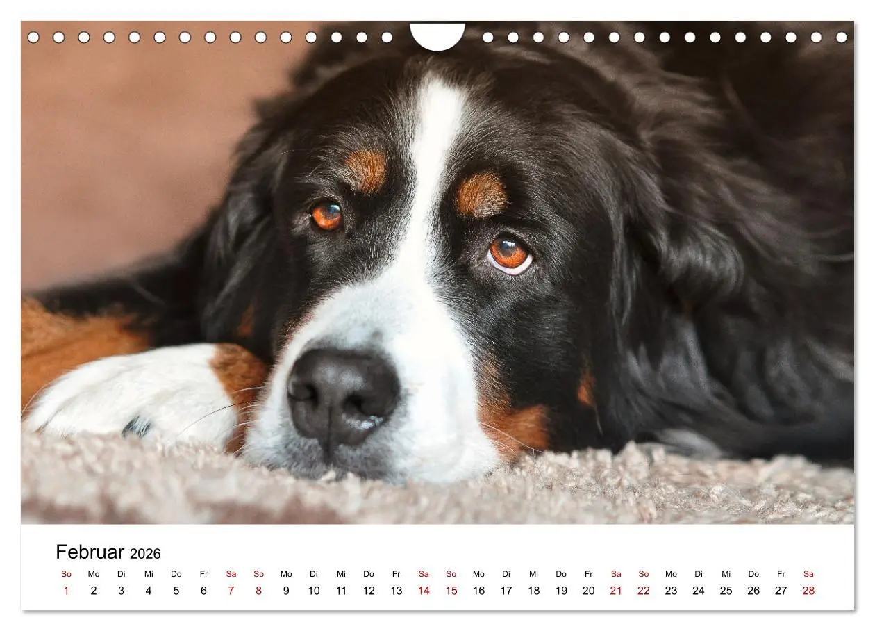 Bild: 9783457307731 | Total gechillte Hunde (Wandkalender 2026 DIN A4 quer), CALVENDO...