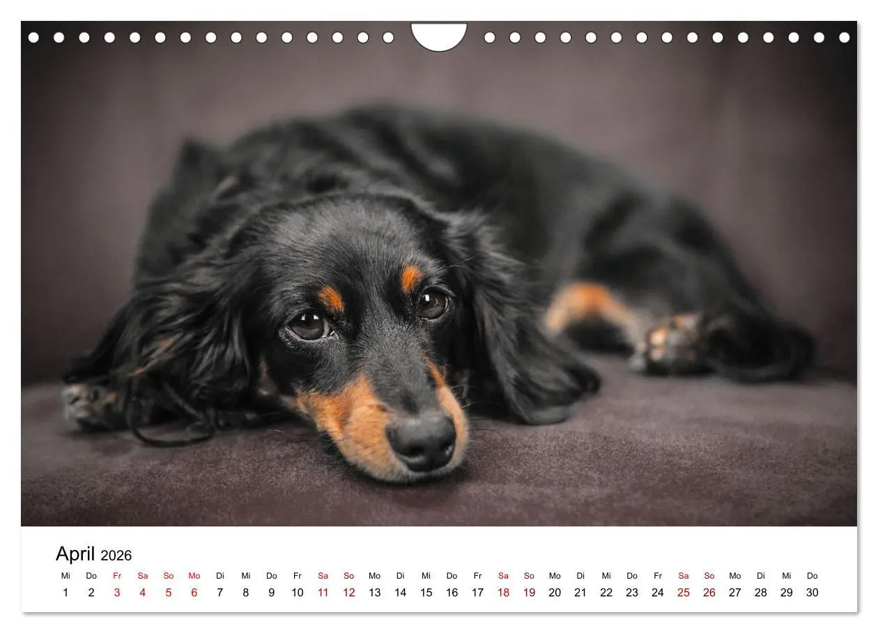 Bild: 9783457307731 | Total gechillte Hunde (Wandkalender 2026 DIN A4 quer), CALVENDO...