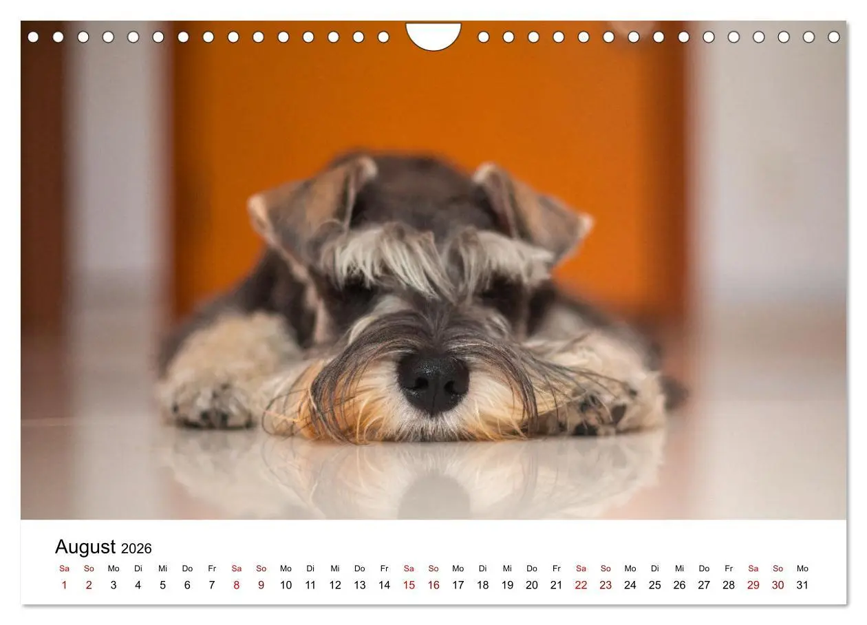 Bild: 9783457307731 | Total gechillte Hunde (Wandkalender 2026 DIN A4 quer), CALVENDO...