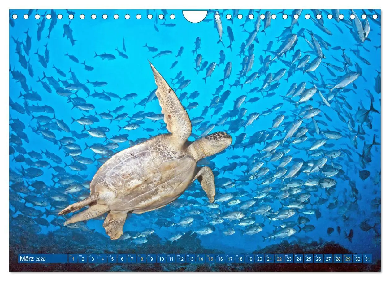 Bild: 9783457348031 | Planet Wasser: Von wegen Planet Erde (Wandkalender 2026 DIN A4...