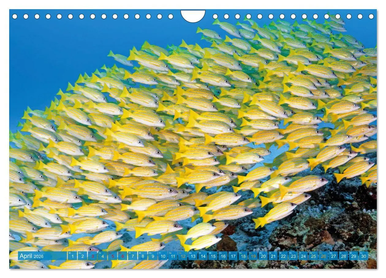 Bild: 9783457348031 | Planet Wasser: Von wegen Planet Erde (Wandkalender 2026 DIN A4...