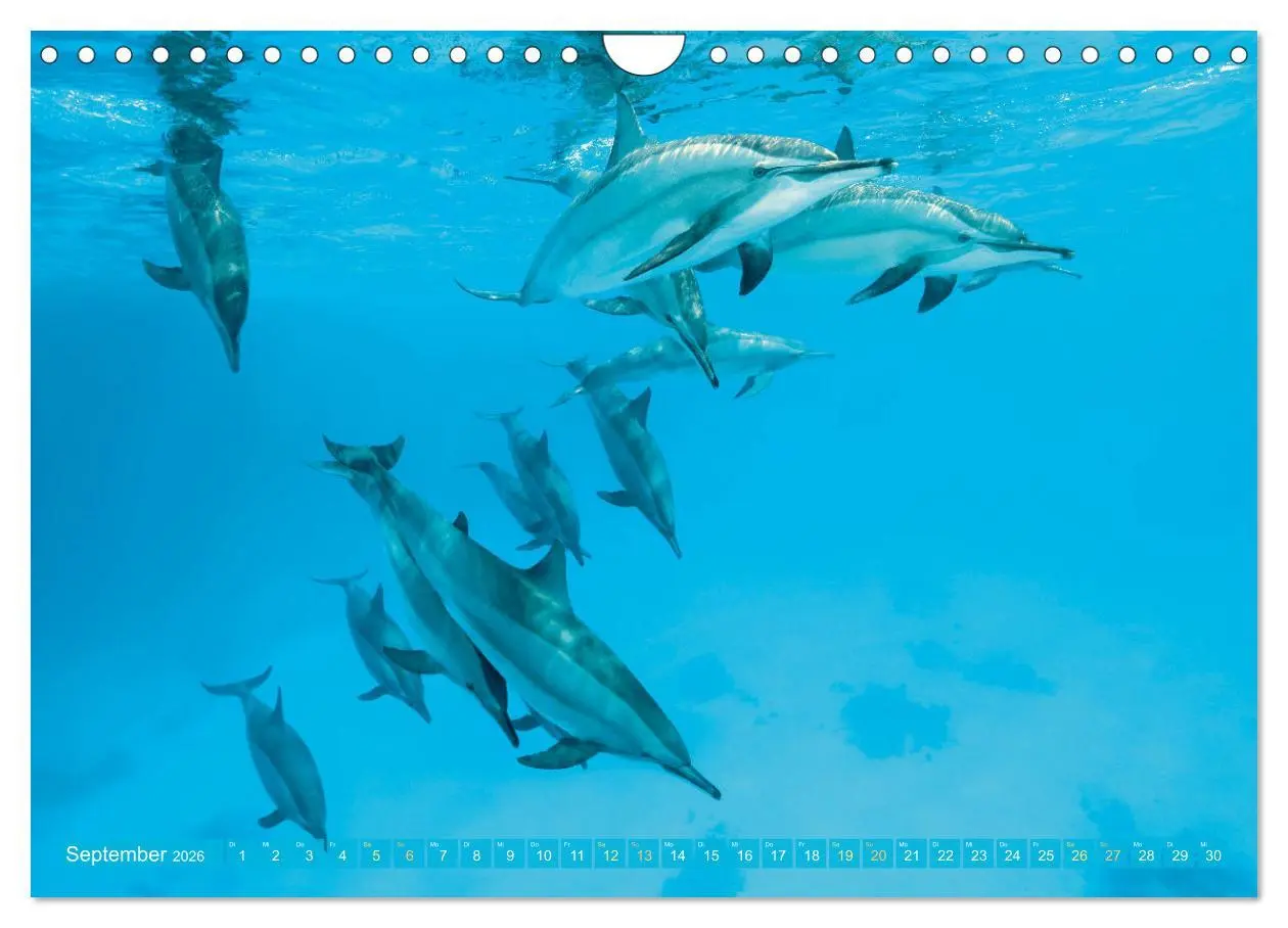 Bild: 9783457348031 | Planet Wasser: Von wegen Planet Erde (Wandkalender 2026 DIN A4...