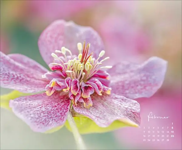 Bild: 9783731888031 | Floral Art 2026 | Korsch Verlag | Kalender | 14 S. | Deutsch | 2026