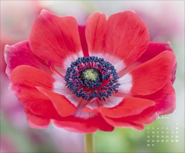 Bild: 9783731888031 | Floral Art 2026 | Korsch Verlag | Kalender | 14 S. | Deutsch | 2026