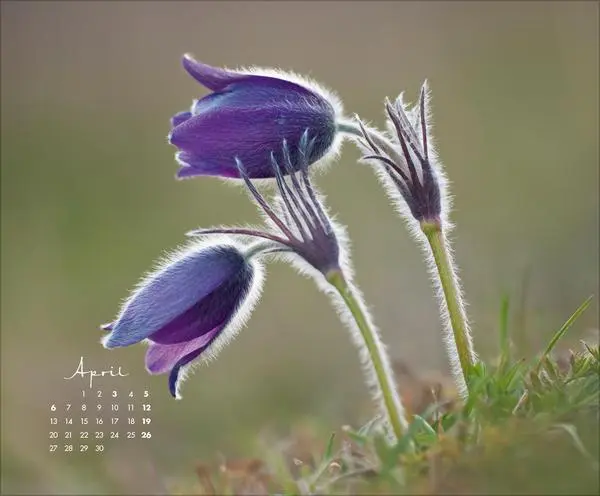 Bild: 9783731888031 | Floral Art 2026 | Korsch Verlag | Kalender | 14 S. | Deutsch | 2026