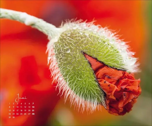Bild: 9783731888031 | Floral Art 2026 | Korsch Verlag | Kalender | 14 S. | Deutsch | 2026