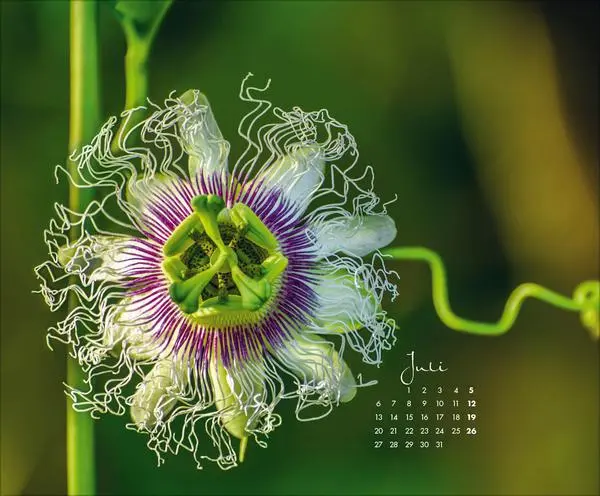 Bild: 9783731888031 | Floral Art 2026 | Korsch Verlag | Kalender | 14 S. | Deutsch | 2026