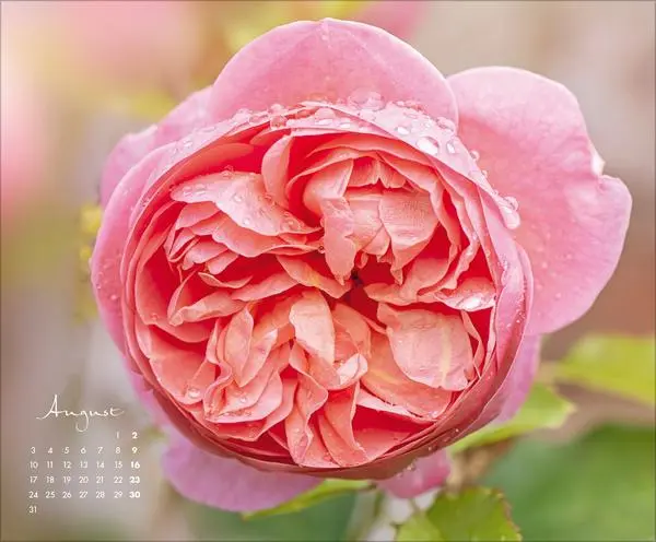 Bild: 9783731888031 | Floral Art 2026 | Korsch Verlag | Kalender | 14 S. | Deutsch | 2026