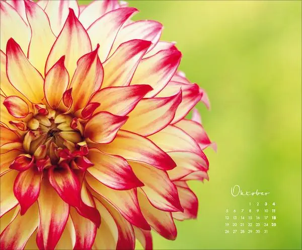 Bild: 9783731888031 | Floral Art 2026 | Korsch Verlag | Kalender | 14 S. | Deutsch | 2026