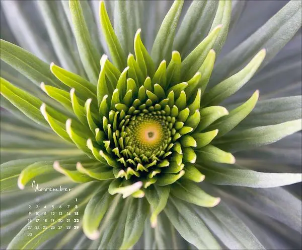 Bild: 9783731888031 | Floral Art 2026 | Korsch Verlag | Kalender | 14 S. | Deutsch | 2026
