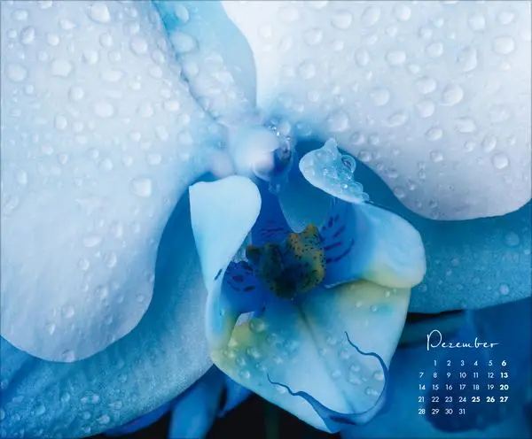 Bild: 9783731888031 | Floral Art 2026 | Korsch Verlag | Kalender | 14 S. | Deutsch | 2026