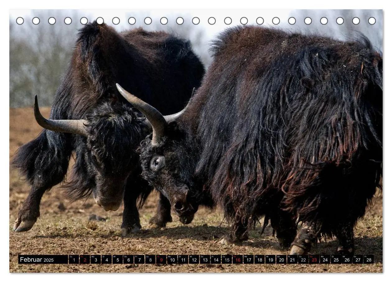 Bild: 9783435628131 | Kuh und Co. (Tischkalender 2025 DIN A5 quer), CALVENDO Monatskalender
