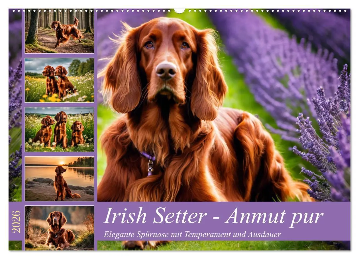 Cover: 9783457408131 | Irish Setter - Anmut pur (Wandkalender 2026 DIN A2 quer), CALVENDO...