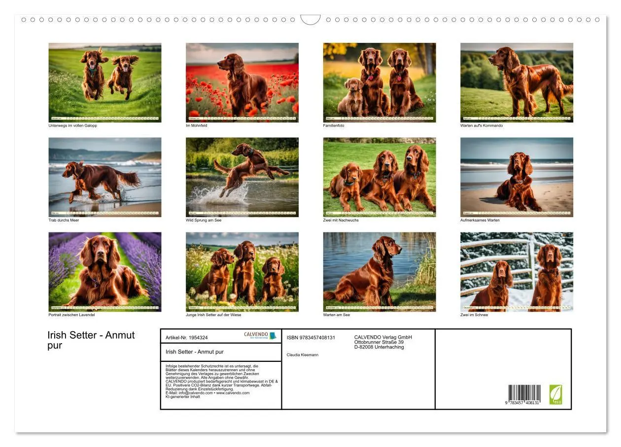 Bild: 9783457408131 | Irish Setter - Anmut pur (Wandkalender 2026 DIN A2 quer), CALVENDO...