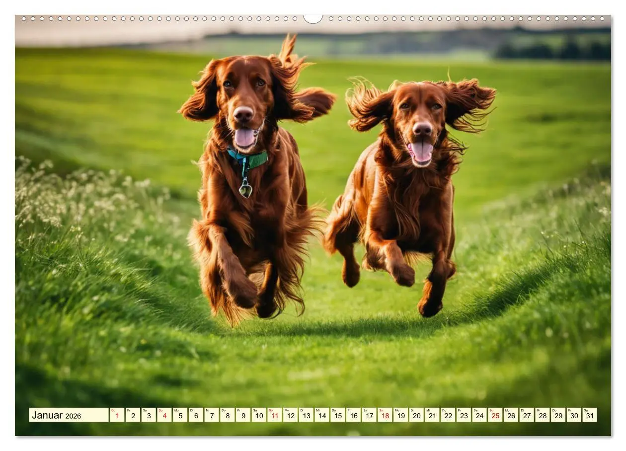 Bild: 9783457408131 | Irish Setter - Anmut pur (Wandkalender 2026 DIN A2 quer), CALVENDO...