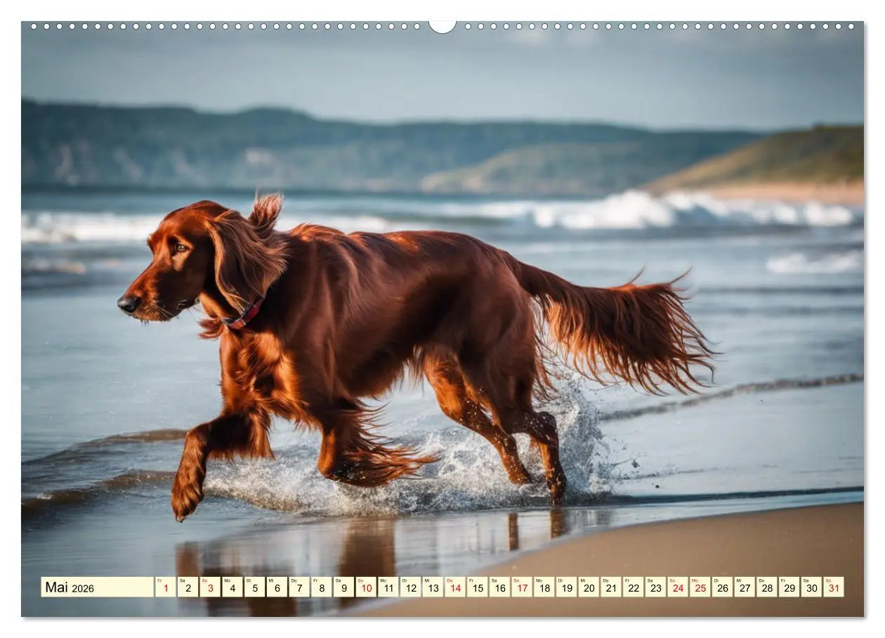 Bild: 9783457408131 | Irish Setter - Anmut pur (Wandkalender 2026 DIN A2 quer), CALVENDO...