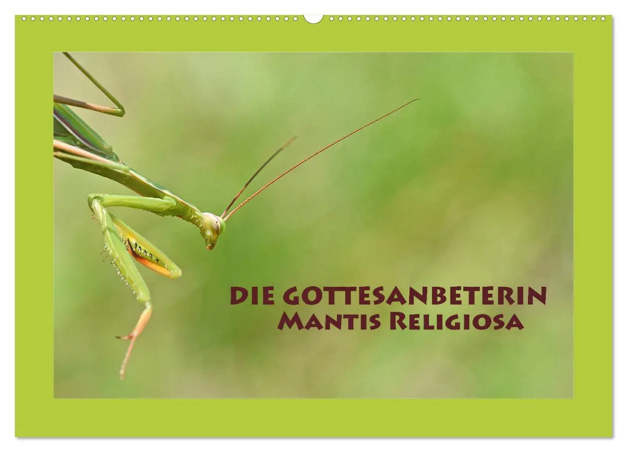 Cover: 9783457718131 | Die Gottesanbeterin Mantis Religiosa (Wandkalender 2026 DIN A2...