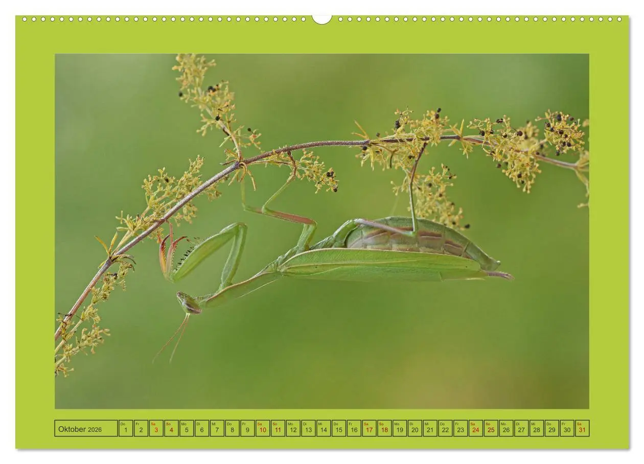 Bild: 9783457718131 | Die Gottesanbeterin Mantis Religiosa (Wandkalender 2026 DIN A2...