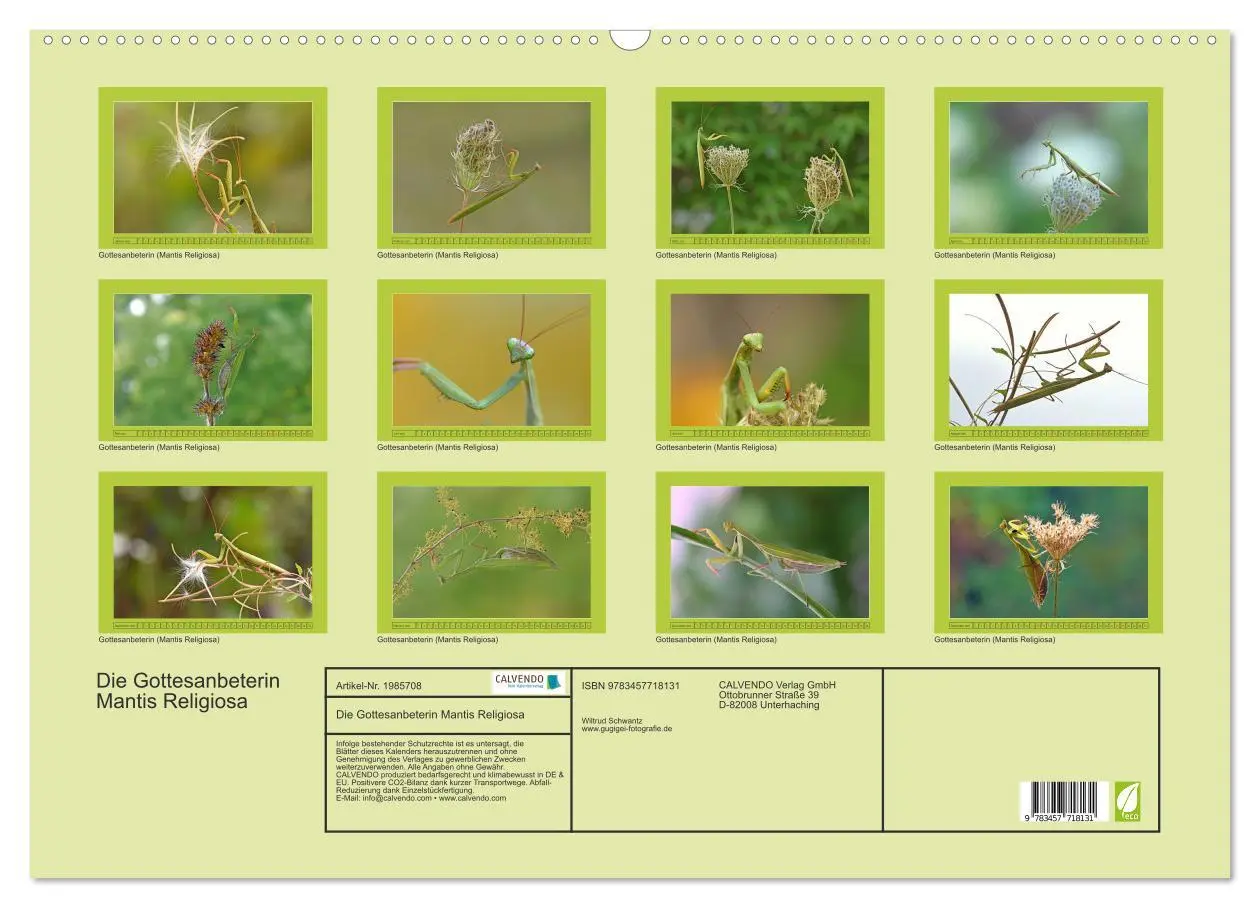Bild: 9783457718131 | Die Gottesanbeterin Mantis Religiosa (Wandkalender 2026 DIN A2...