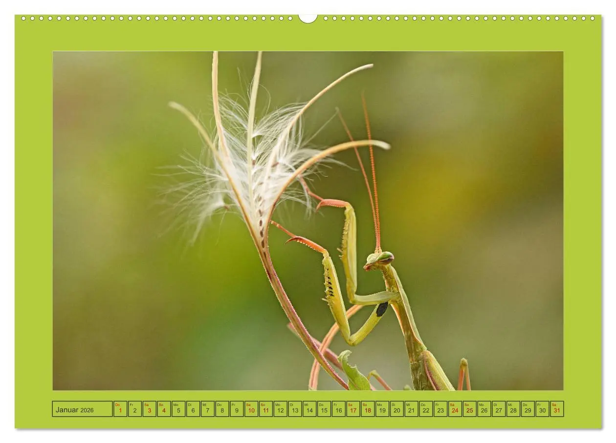 Bild: 9783457718131 | Die Gottesanbeterin Mantis Religiosa (Wandkalender 2026 DIN A2...