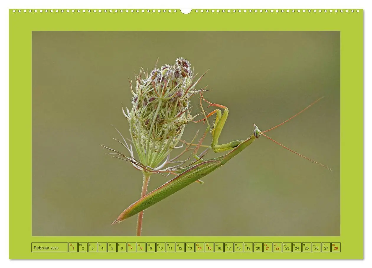 Bild: 9783457718131 | Die Gottesanbeterin Mantis Religiosa (Wandkalender 2026 DIN A2...