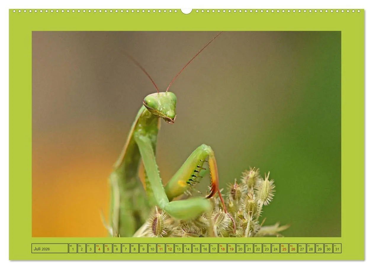 Bild: 9783457718131 | Die Gottesanbeterin Mantis Religiosa (Wandkalender 2026 DIN A2...