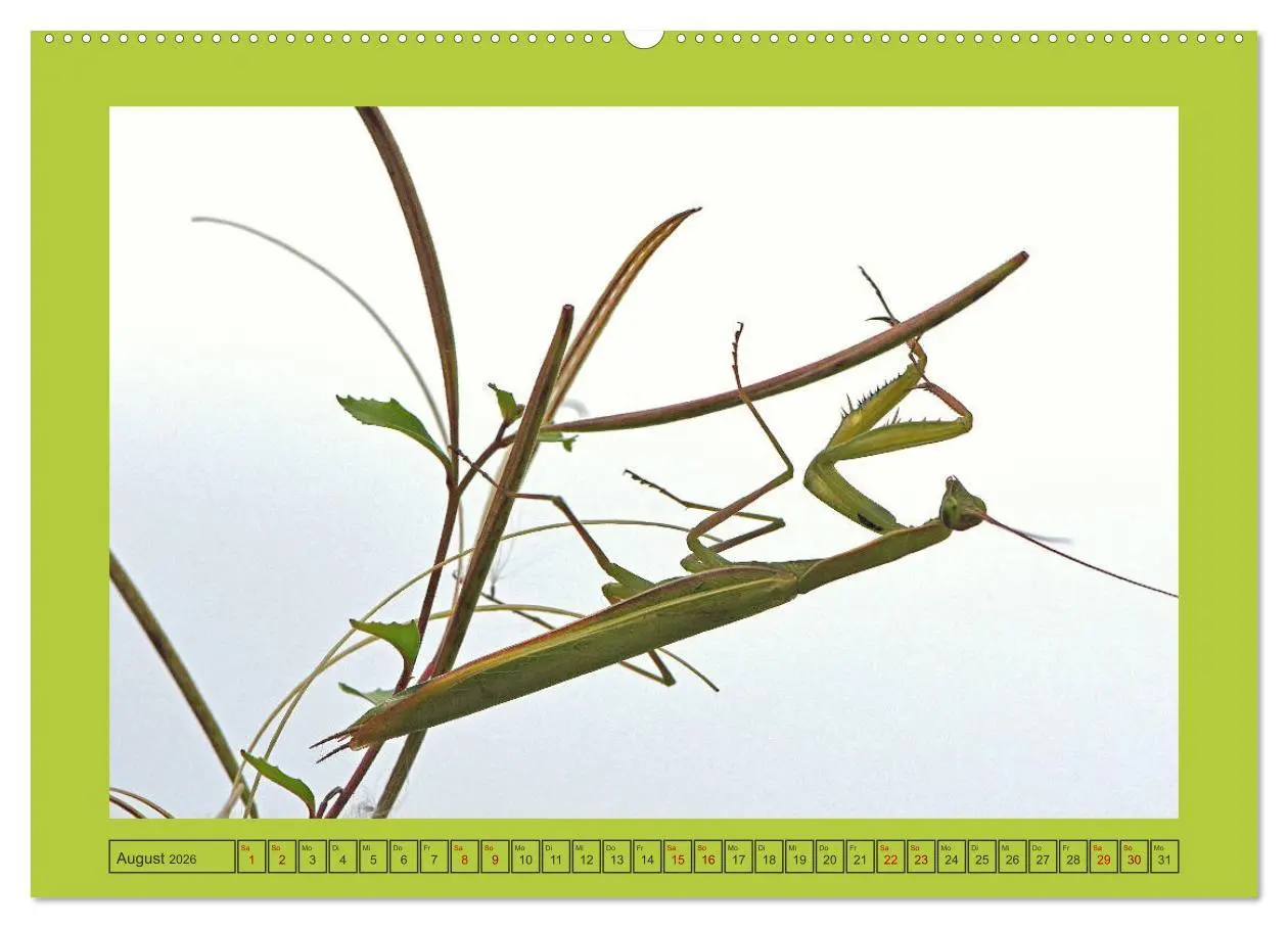 Bild: 9783457718131 | Die Gottesanbeterin Mantis Religiosa (Wandkalender 2026 DIN A2...