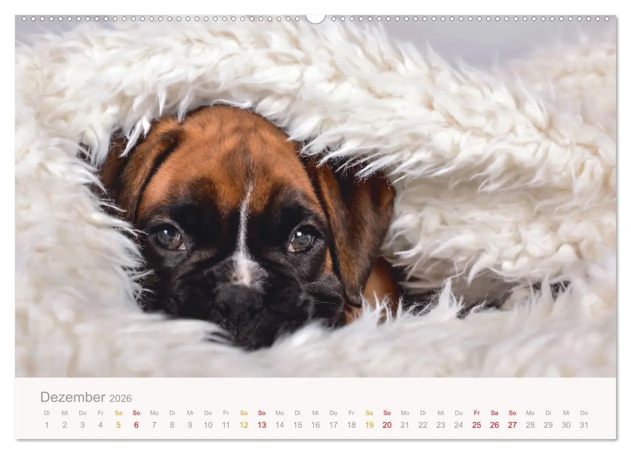 Bild: 9783457328231 | Boxer Welpen einfach zuckersüß (hochwertiger Premium Wandkalender...