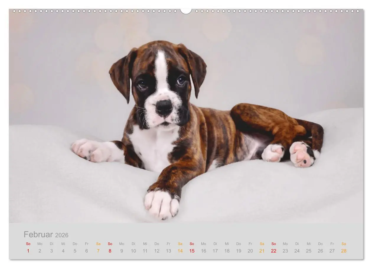 Bild: 9783457328231 | Boxer Welpen einfach zuckersüß (hochwertiger Premium Wandkalender...