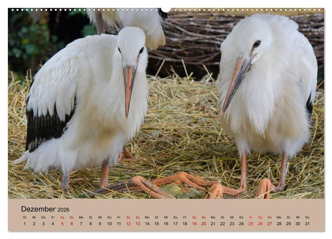 Bild: 9783457568231 | Der Storchenkalender (Wandkalender 2026 DIN A2 quer), CALVENDO...