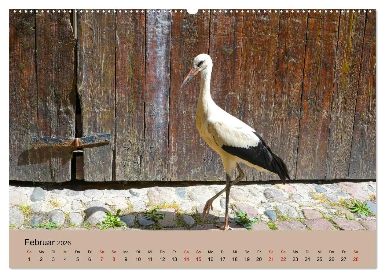 Bild: 9783457568231 | Der Storchenkalender (Wandkalender 2026 DIN A2 quer), CALVENDO...