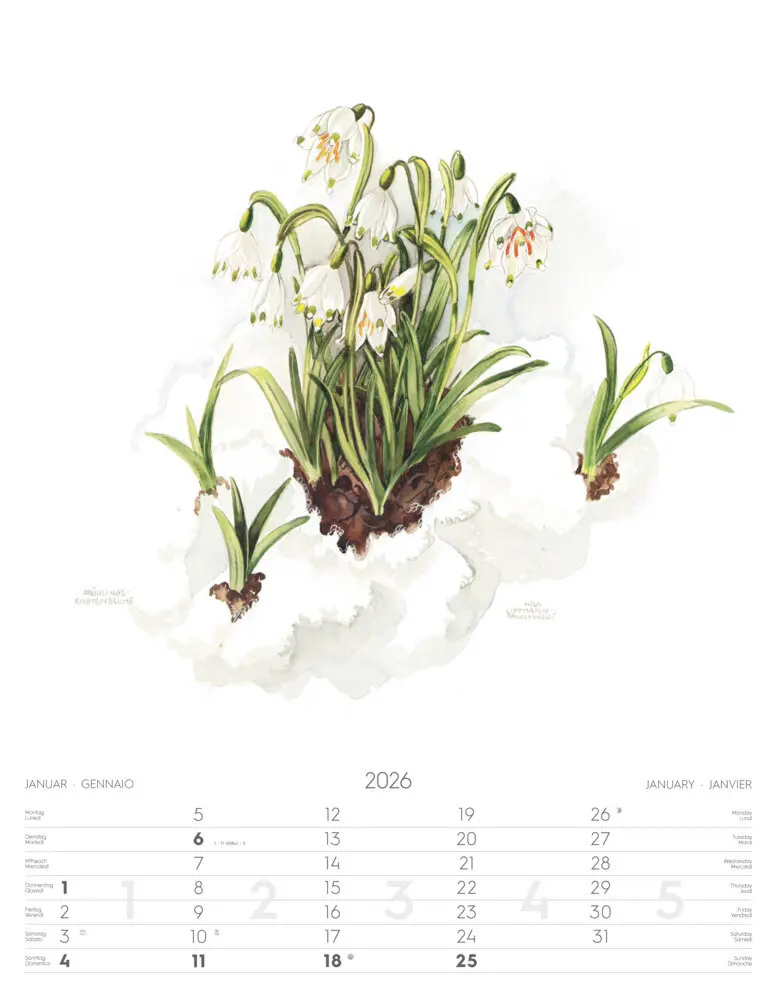 Bild: 9788868398231 | Alpenblumen-Aquarelle Kalender 2026 | Athesia-Tappeiner Verlag | 14 S.