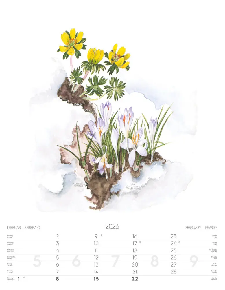 Bild: 9788868398231 | Alpenblumen-Aquarelle Kalender 2026 | Athesia-Tappeiner Verlag | 14 S.