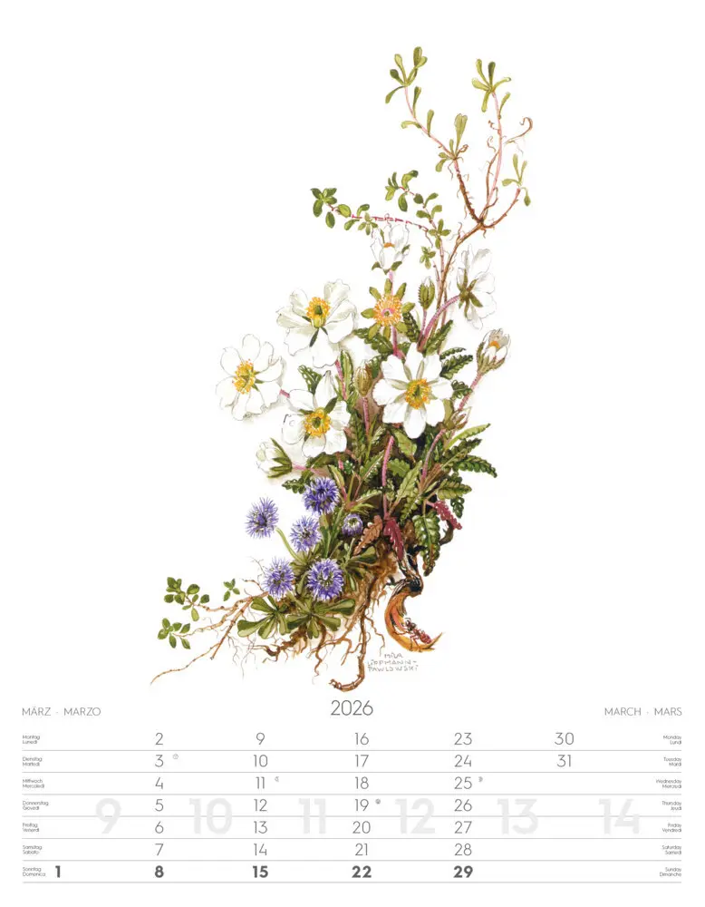 Bild: 9788868398231 | Alpenblumen-Aquarelle Kalender 2026 | Athesia-Tappeiner Verlag | 14 S.