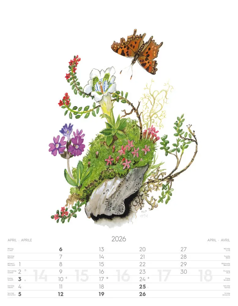 Bild: 9788868398231 | Alpenblumen-Aquarelle Kalender 2026 | Athesia-Tappeiner Verlag | 14 S.