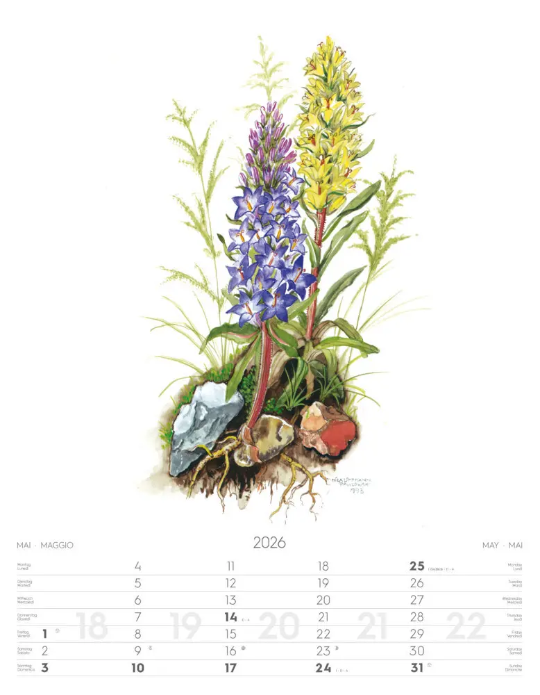 Bild: 9788868398231 | Alpenblumen-Aquarelle Kalender 2026 | Athesia-Tappeiner Verlag | 14 S.