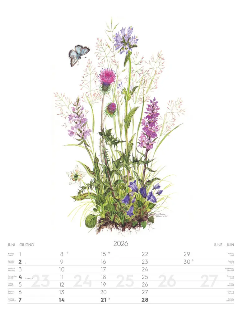 Bild: 9788868398231 | Alpenblumen-Aquarelle Kalender 2026 | Athesia-Tappeiner Verlag | 14 S.