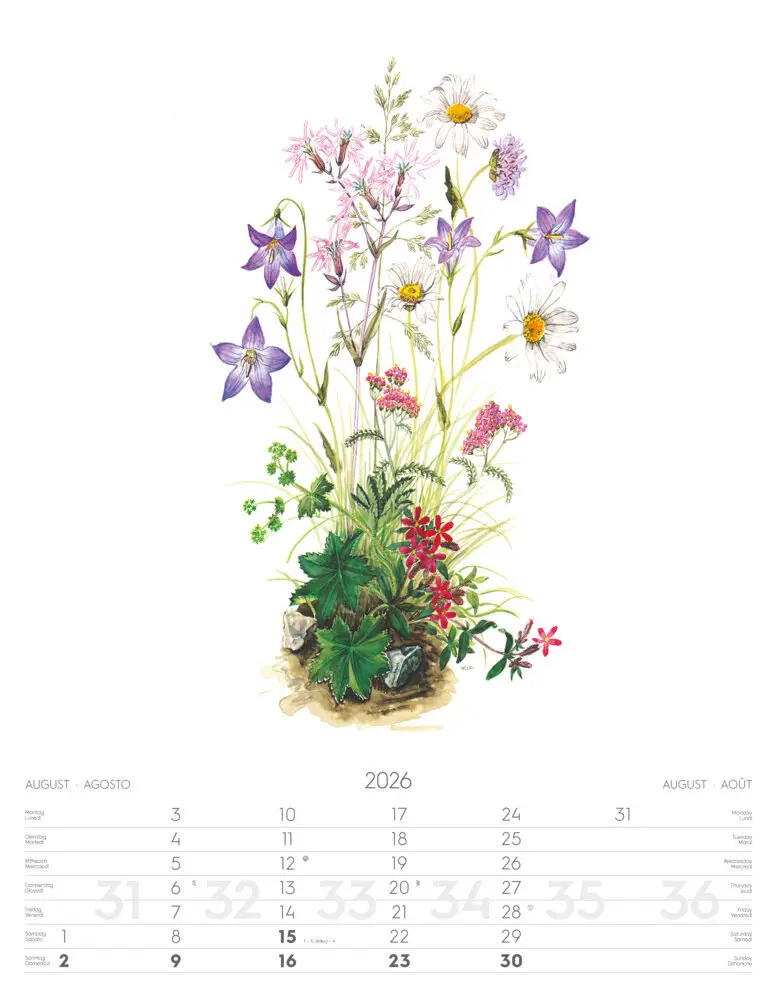 Bild: 9788868398231 | Alpenblumen-Aquarelle Kalender 2026 | Athesia-Tappeiner Verlag | 14 S.
