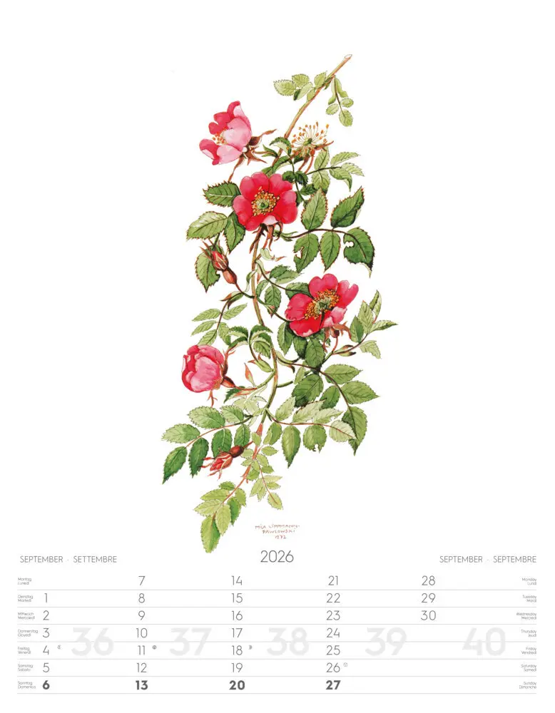 Bild: 9788868398231 | Alpenblumen-Aquarelle Kalender 2026 | Athesia-Tappeiner Verlag | 14 S.