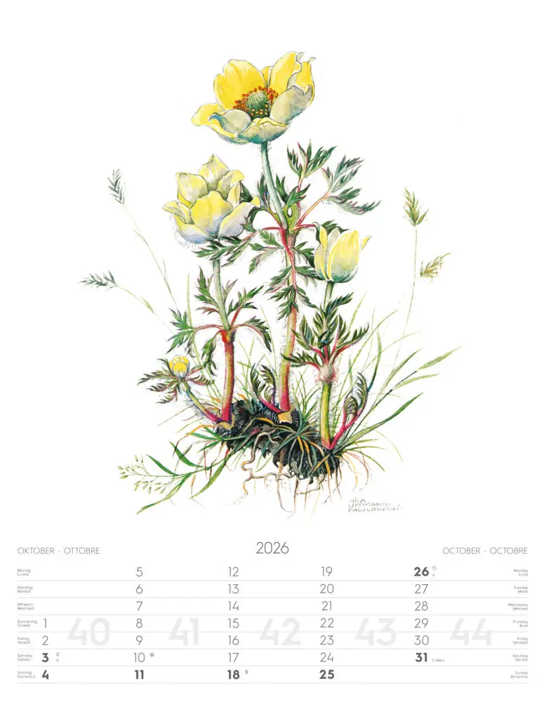 Bild: 9788868398231 | Alpenblumen-Aquarelle Kalender 2026 | Athesia-Tappeiner Verlag | 14 S.