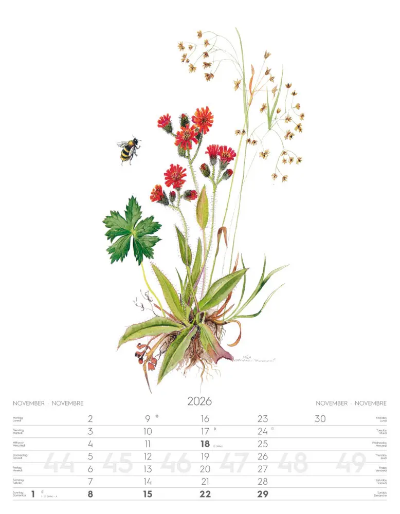 Bild: 9788868398231 | Alpenblumen-Aquarelle Kalender 2026 | Athesia-Tappeiner Verlag | 14 S.
