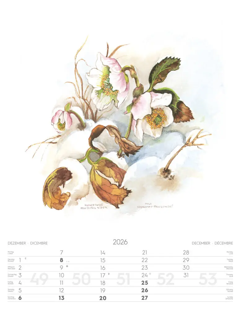 Bild: 9788868398231 | Alpenblumen-Aquarelle Kalender 2026 | Athesia-Tappeiner Verlag | 14 S.