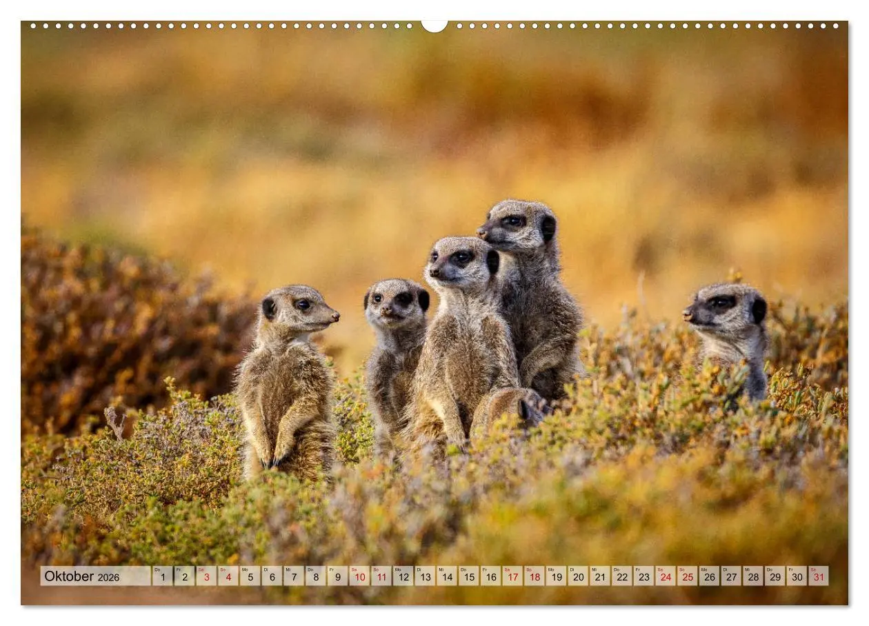 Bild: 9783457868331 | Südafrika: Kapstadt, Garden Route und Cape Winelands (Wandkalender...